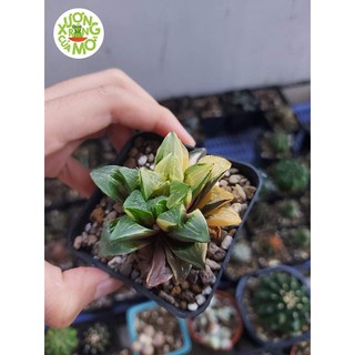 Haworthia guốc var