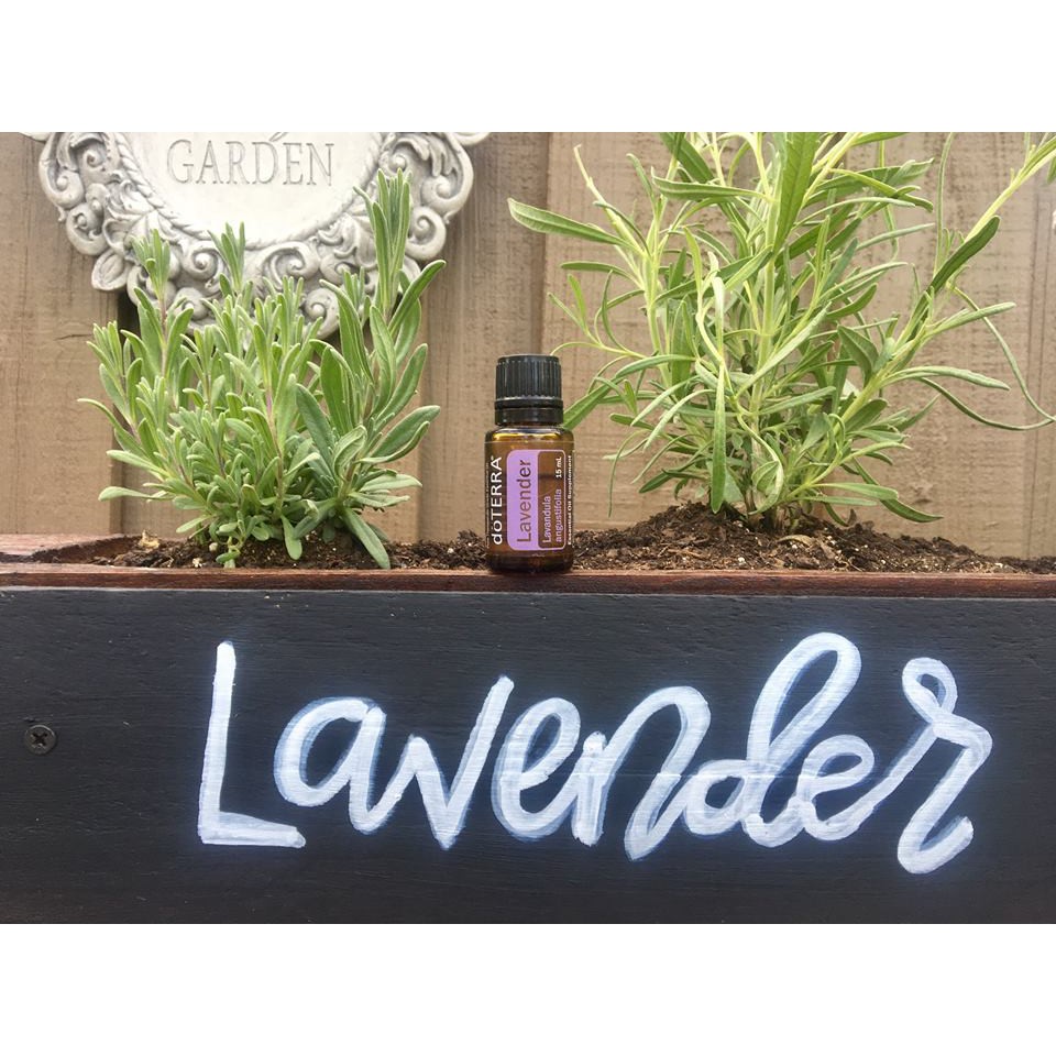 Tinh Dầu Oải Hương Lavender Tinh Dầu Nguyên Chất doTERRA USA - doTERRA Essential Oil - Lavender Oil 15ml