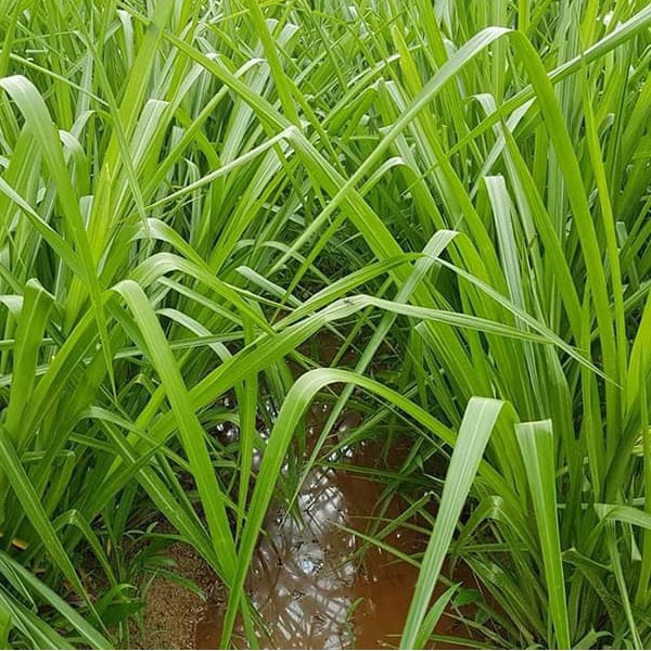 Hạt Giống Cỏ Chịu Ngập Ubon Paspalum - gói 100g - Hạt Cỏ Năng Suất, Siêu Dinh Dưỡng cho Chăn Nuôi Bò, Dê, Cừu, Thỏ,...