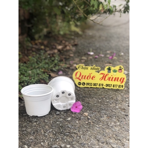 Chậu nhựa trắng  trồng xương rồng- sen đá - cây mini
