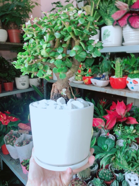 Chậu Cây Đô La Thân Cổ Thụ