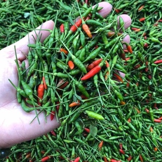 Hạt giống ớt thóc - ớt xiêm rừng kns123 - 1 gói 30 hạt
