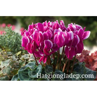 Hạt Giống Hoa Anh Thảo Mix