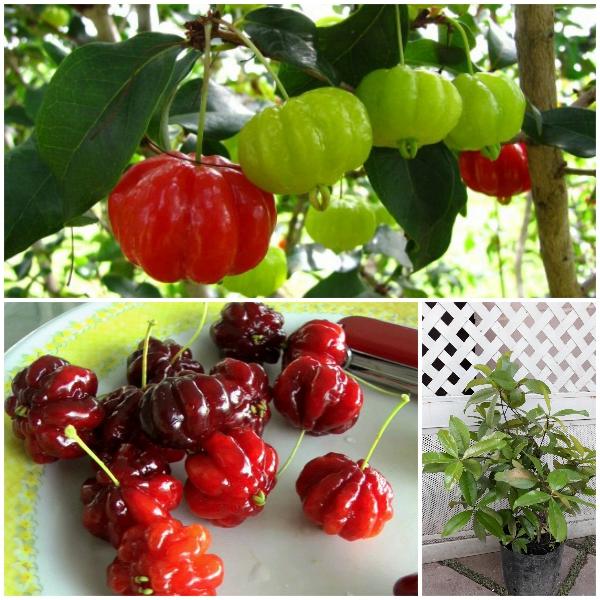 Cherry Surinam (Cherry Khía) - Cây Ăn Quả Giống +Tặng 02 cây nhót ngọt