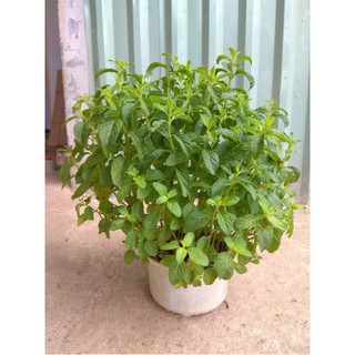 Hạt Giống Cây Bạc Hà