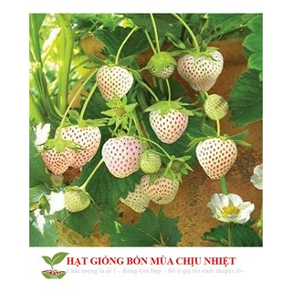 [Seeds]Hạt giống dâu tây trắng 100 hạt