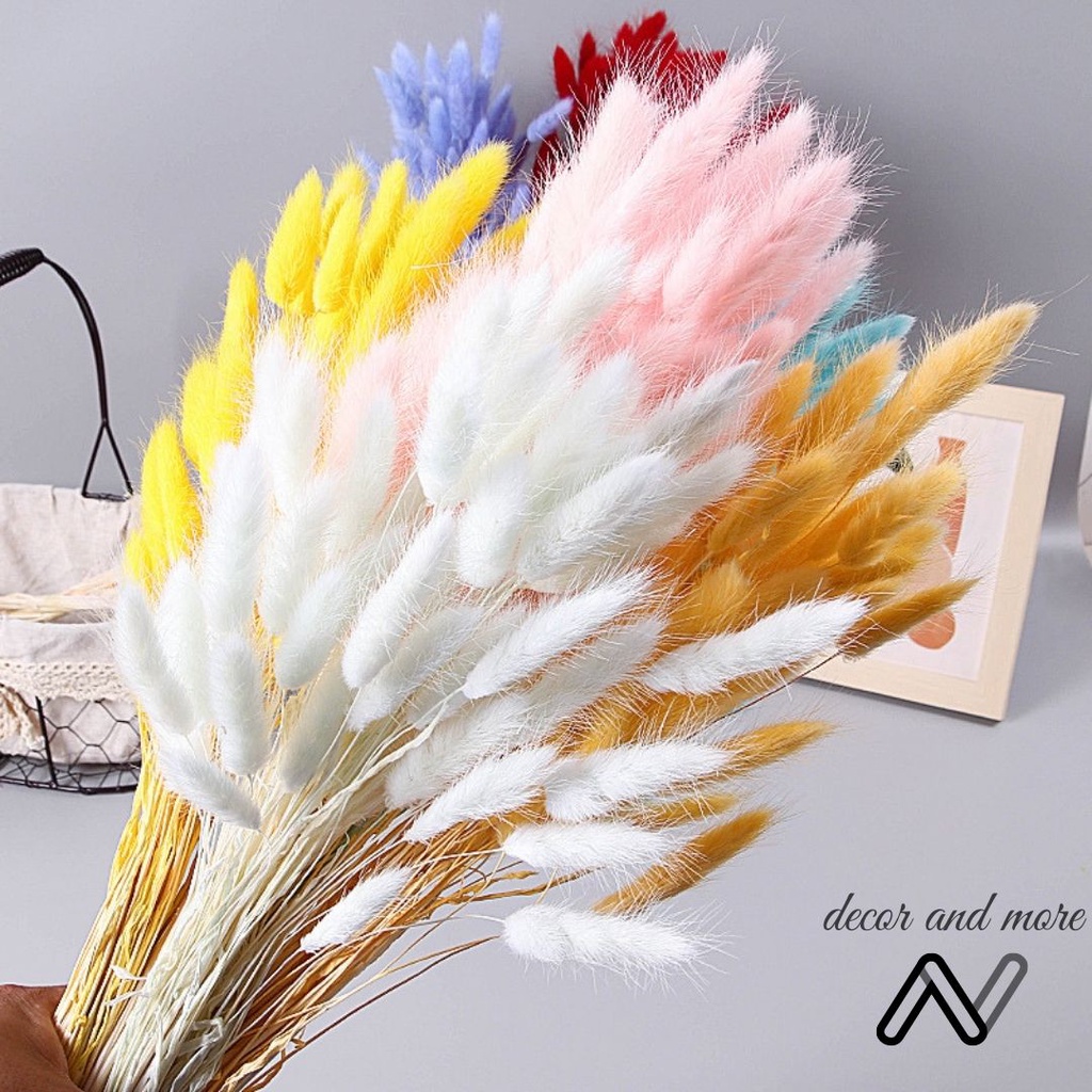 Hoa khô cỏ đuôi thỏ, cỏ lau bunny tails decor trang trí chụp ảnh