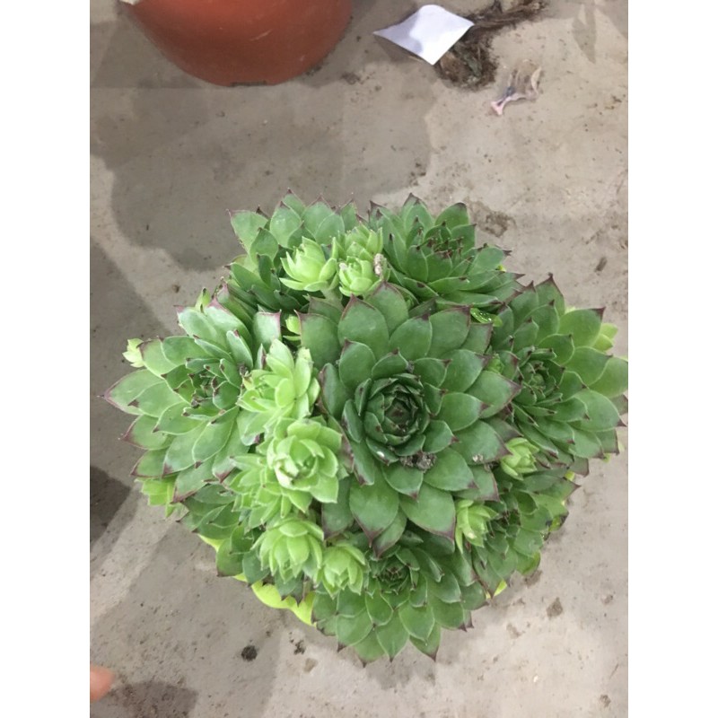 Sen Đá Phật Bà - Tiệm cây mầm non