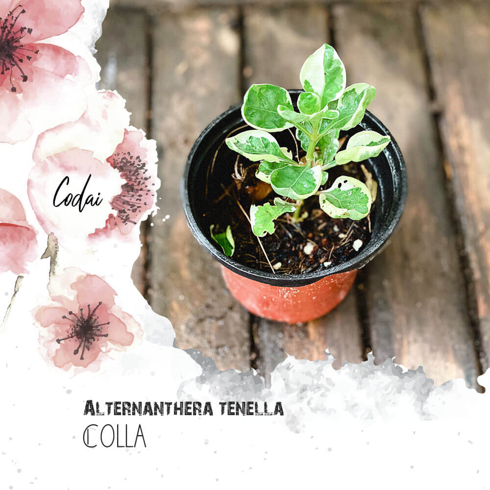 Cây giống Alternanthera tenella Colla (Cẩm Thạch Thảo) chậu nhựa