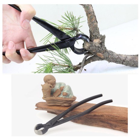 KÌM CẠP TRÒN - CẠP XÉO CHUYÊN BONSAI , CÂY CẢNH