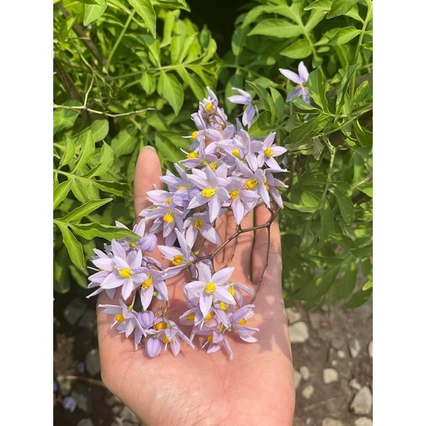 Chậu hoa tiêu nương