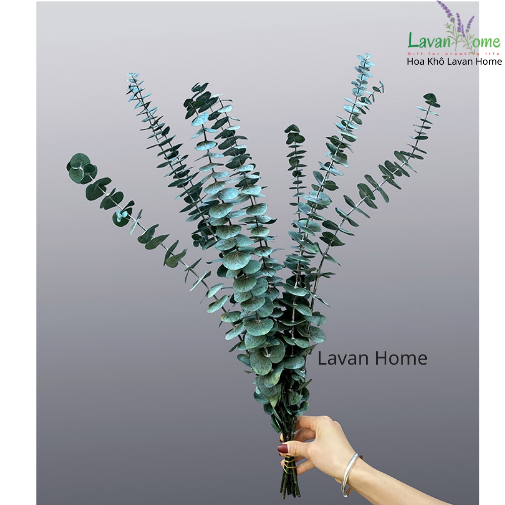 Cành lá khuynh diệp khô Eucalyptus  Hoa khô mùi hương tự nhiên trang trí để bàn, kệ sách, decor vintage, làm thiệp....