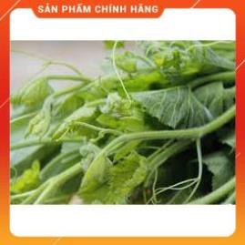 HẠT GIỐNG BÍ SIÊU NGỌN THÂN MẬP GÓI 20 GRAM