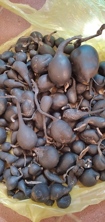 ☘️💥SÂM Ô LINH rừng 100gr 🌴🍀