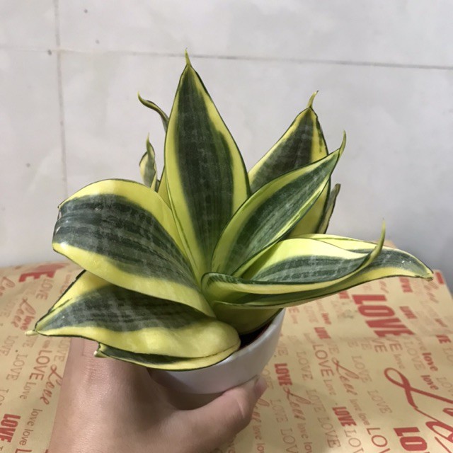 Cây lưỡi hổ lưỡi mèo mini để bàn
