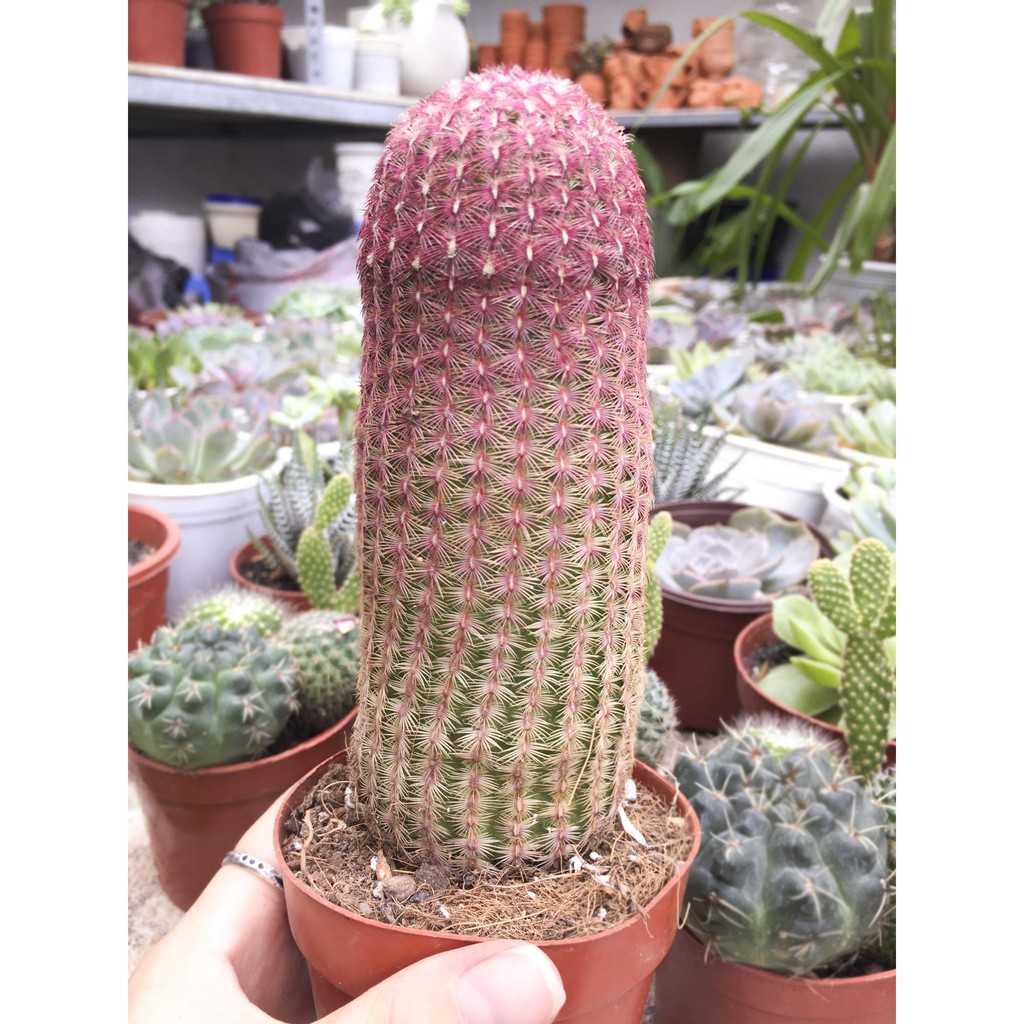 Xương rồng trụ đỏ