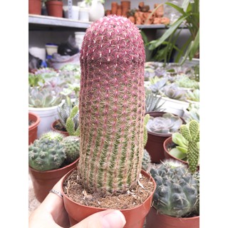 Xương rồng trụ đỏ