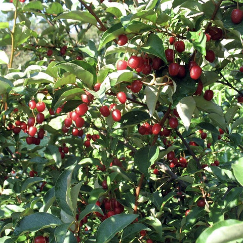 Cây nhót ngọt siêu trái quả đỏ rực rỡ chỉ 6 tháng ra quả (ảnh thật 2 hình cuối)
