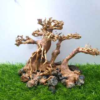 LŨA BON SAI 3 Thân cấy rêu ( N23cm C16c-sâu 10cm)