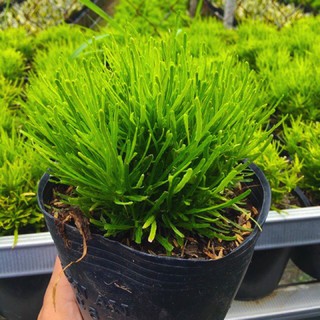 Cây cỏ mây