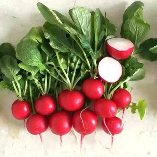 HẠT GIỐNG CỦ CẢI ĐỎ 5GRAM