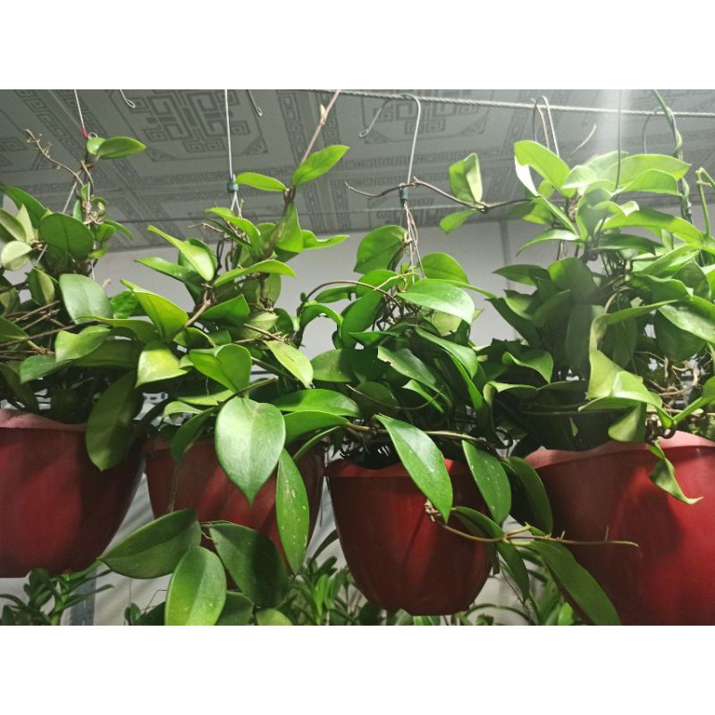 Hoa lan cẩm cù
