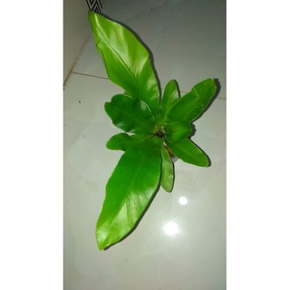 Cây ráng ổ phụng