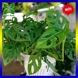 TRẦU BÀ LỔ CHẬU TREO MÀU TRẮNG