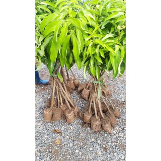 CÂY GIỐNG VẢI LỤC NGẠN