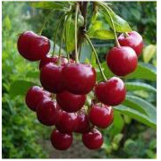 HẠT GIỐNG CHERY ĐỎ GÓI 10 HẠT