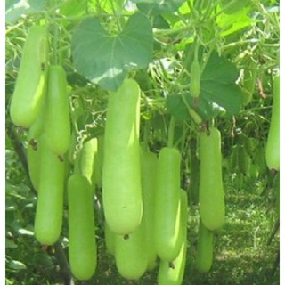 Hạt giống bầu lai F1 năng suất cao_10 hạt