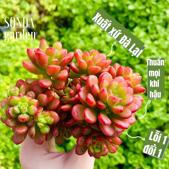 Sen đá sedum cam SONDA GARDEN ép màu full nắng mưa size bé 5-8cm, lỗi 1 đổi 1