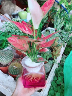 Chậu Vạn Lộc Thuỷ Sinh
