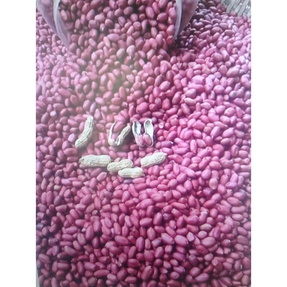 LẠC ĐỎ BẮC 1kg lạc mói thu hoạch thơm ngon giàu dinh dưỡng