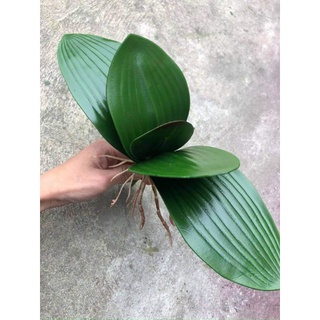 Gốc lan hồ điệp giả 5 nhánh lá