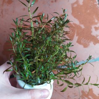 Cây thủy sinh vảy ốc bò (đỏ)