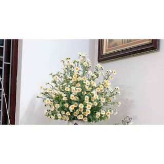 cúc họa mi dài