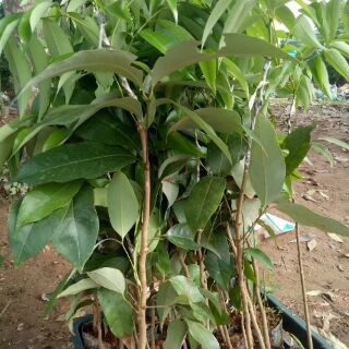 Cây vải thiều giống