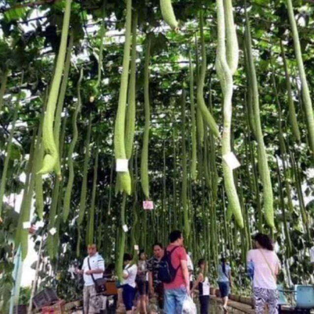 Hạt giống Mướp Hương Siêu Dài 2m thái lan