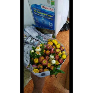sỉ 50gr hạt giống cúc bất tử