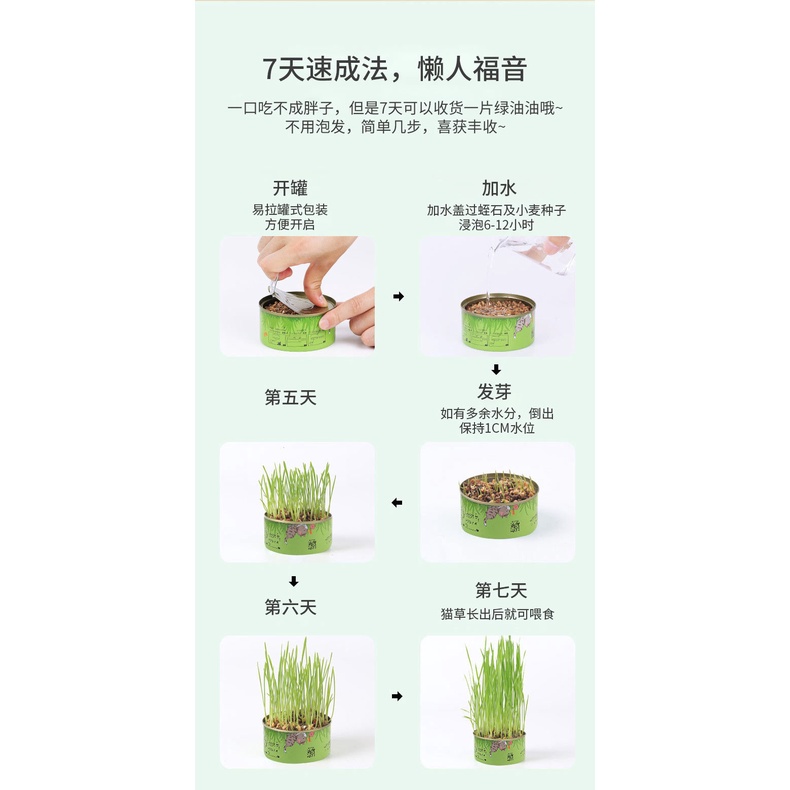 [HÀ NỘI] Set Cỏ Mèo Tươi Tự Trồng Tiện Lợi - Catnip Nhà Trồng