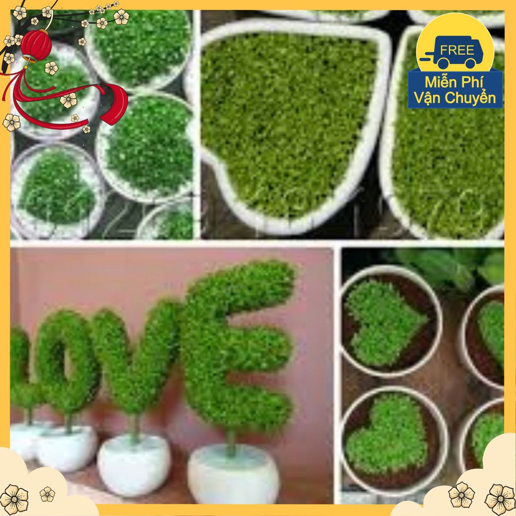 Hạt Giống Cỏ May Mắn