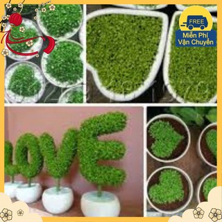 Hạt Giống Cỏ May Mắn