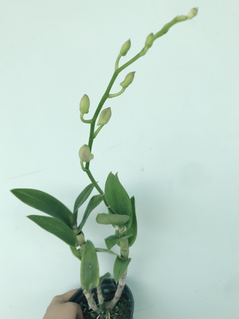 Lan Denro màu chậu đang nụ