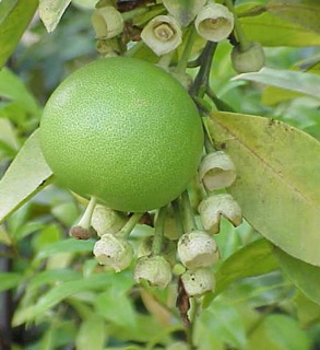 Tinh dầu bưởi và dầu gội bưởi ( 2 chai )