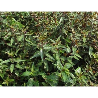 Cây thuố-c dòi tươi - 200g