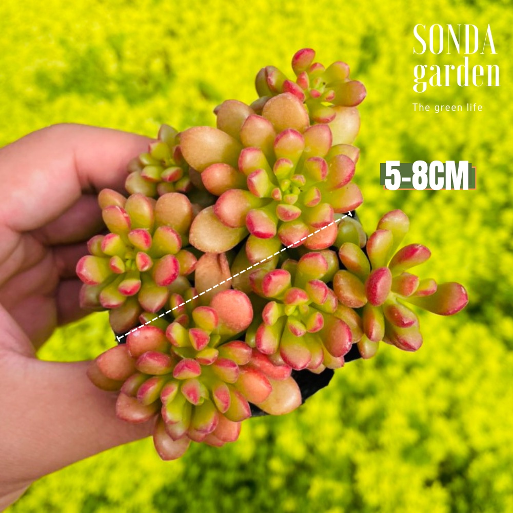 Sen đá sedum cam SONDA GARDEN size bé 5-8cm, cây cảnh trang trí nhà cửa, lỗi 1 đổi 1