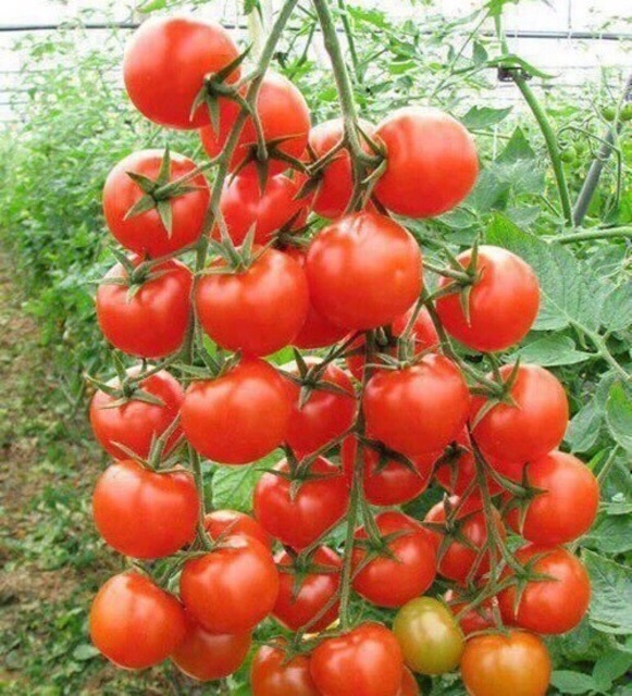 Hạt giống cà chua bi, cà chua cherry, cà chua leo giàn