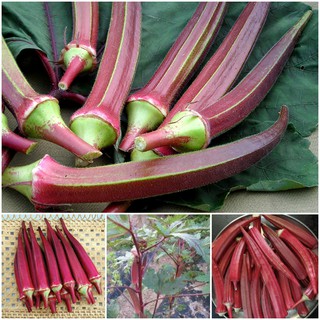 Hạt Giống ĐẬU BẮP ĐỎ F1 - DỄ TRỒNG THU HOẠCH SAU MỘT THÁNG Gói 5 gam