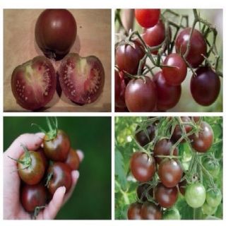Gói 40 hạt giống cà chua socola - HÀNG CÔNG TY